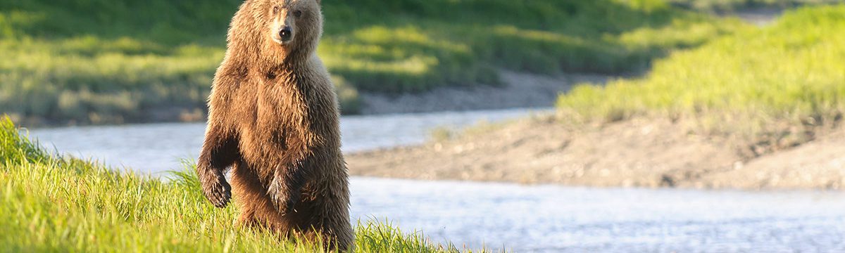 Bear standing near a river