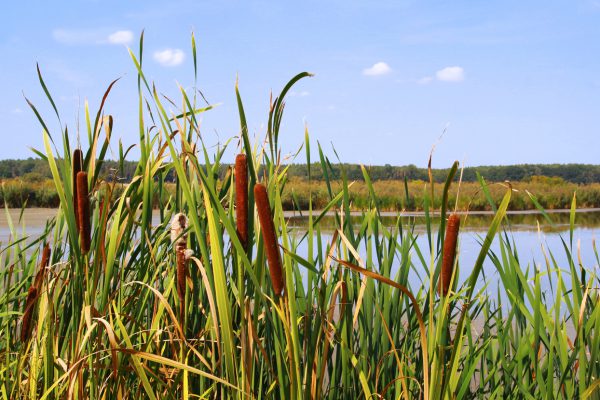 close-up of cattails in front of a pond