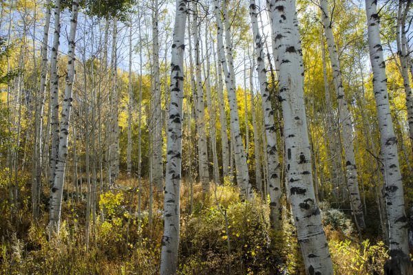 birch trees in the fall