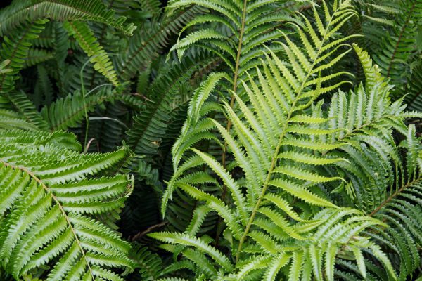 close-up of green ferns