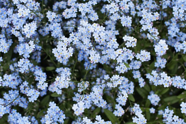 close-up of forget-me-not flowers