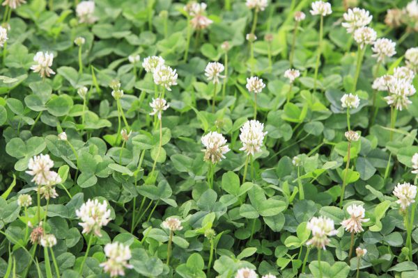 white clover