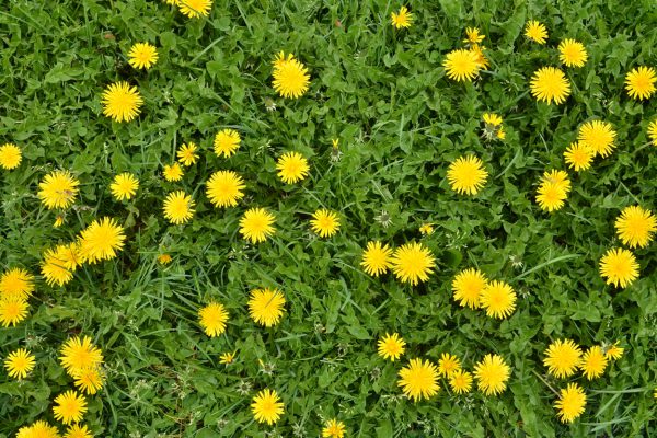 Blooming dandelion flowers in green grass