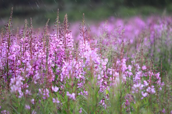 A field of fireweed