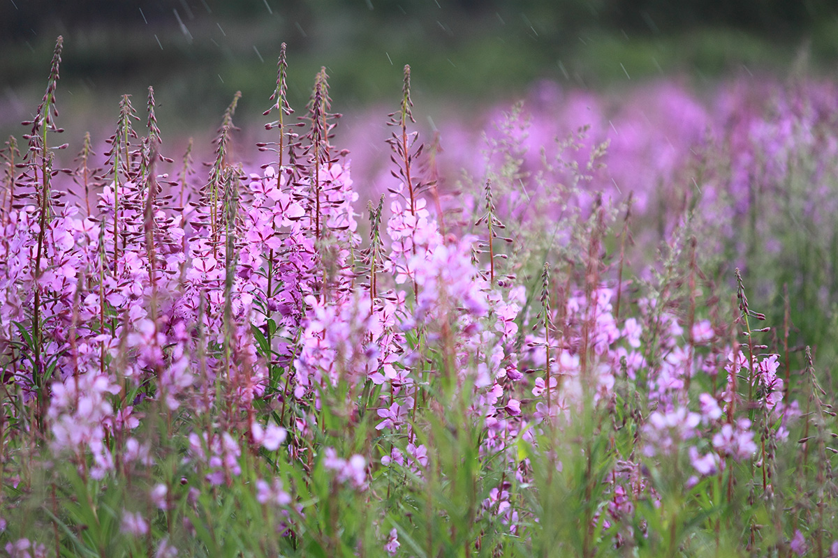 Learn edible wild plants here!