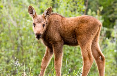 tours in alaska