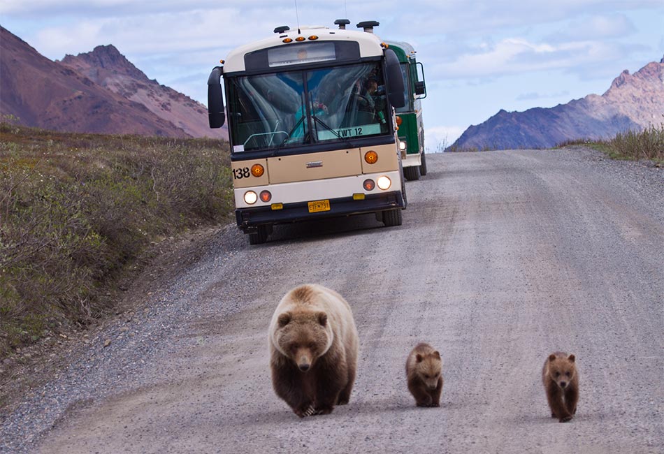 denali national park tour bus