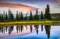 Pine trees in Denali