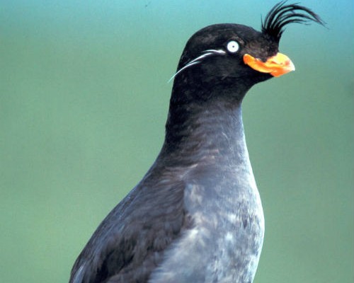 11 Crested Auklet