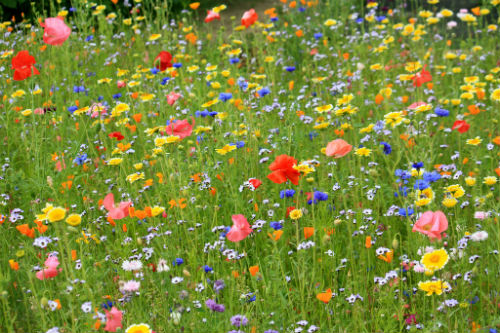 5 common myths about wildflowers