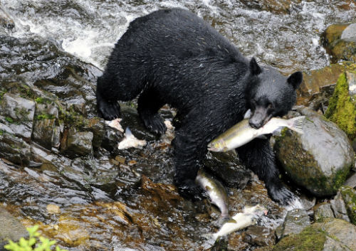 9 Fishing Bear
