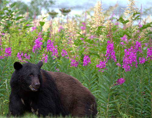What's Your Alaska Spirit Animal - Gray Line Alaska What's Your Alaska Spirit Animal - Gray Line Alaska