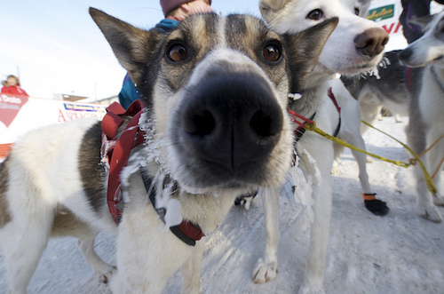Dogs of the iditarod 2025