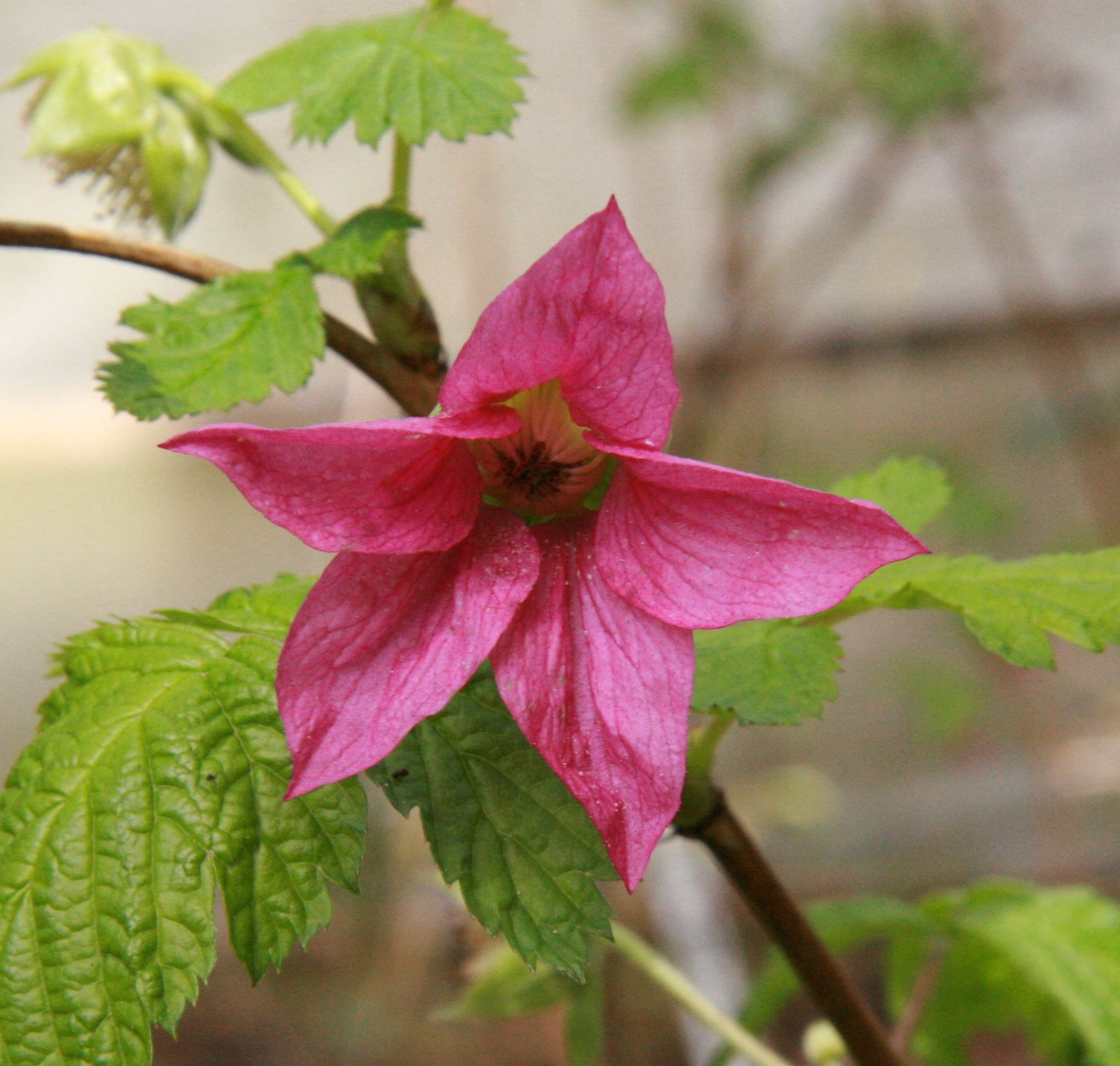 alaska flower