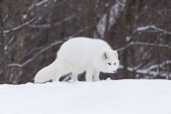How Our Favorite Animals Survive the Alaska Winter - Gray Line Alaska