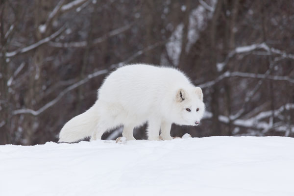 Wildlife in Alaska - All About Alaska's Wildlife