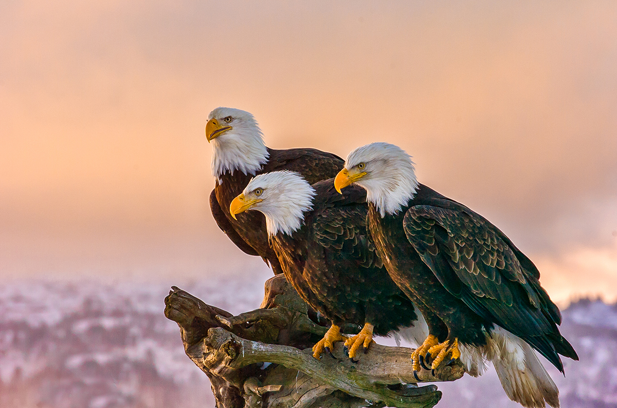 Wildlife in Alaska - All About Alaska's Wildlife