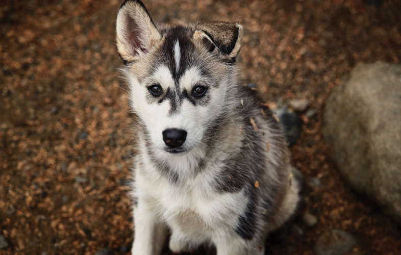 Alaskan Malamute puppy with one lopped ear