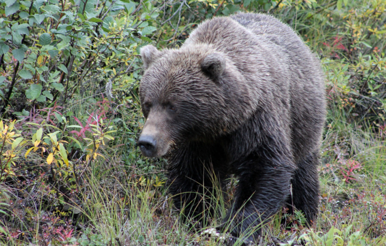 Grizzly bear in the foliage