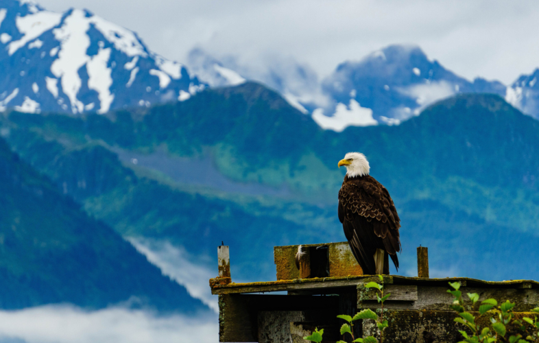 Bald eagle perched at the end of a dock with mountains in the background