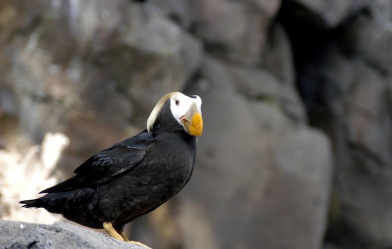 Tufted puffin perched on a rock