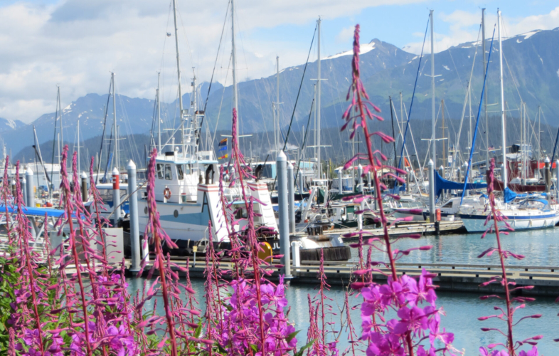 Sailboats and fishing boats in a harbor with fireweed in the foreground