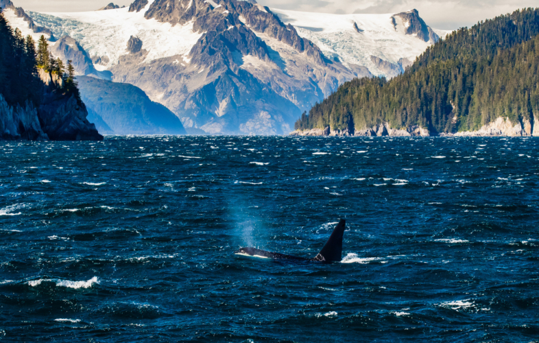 Orca in the rough waters of the Kenai Fjords