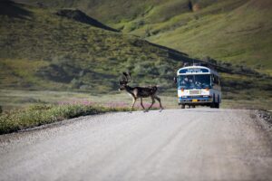 Caribou in Denali National Park