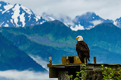 Eagle in Seward