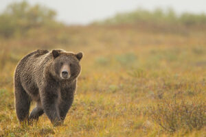 Brown bear