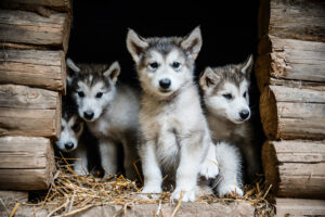 Sled dog puppies